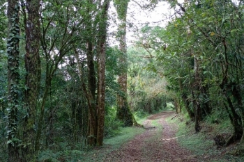 The Amber Mountain National Park: A Natural Treasure in Madagascar