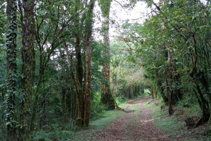 The Amber Mountain National Park: A Natural Treasure in Madagascar